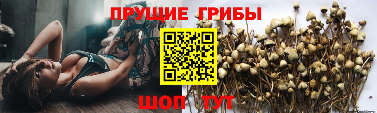 Псилоцибиновые грибы Cubensis Юрга